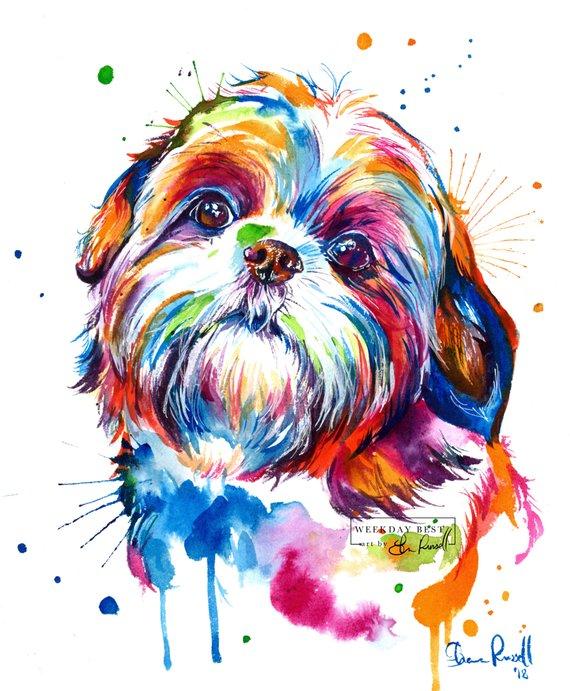 Shih Tzu - Watercolor Print - Shaunna Russell